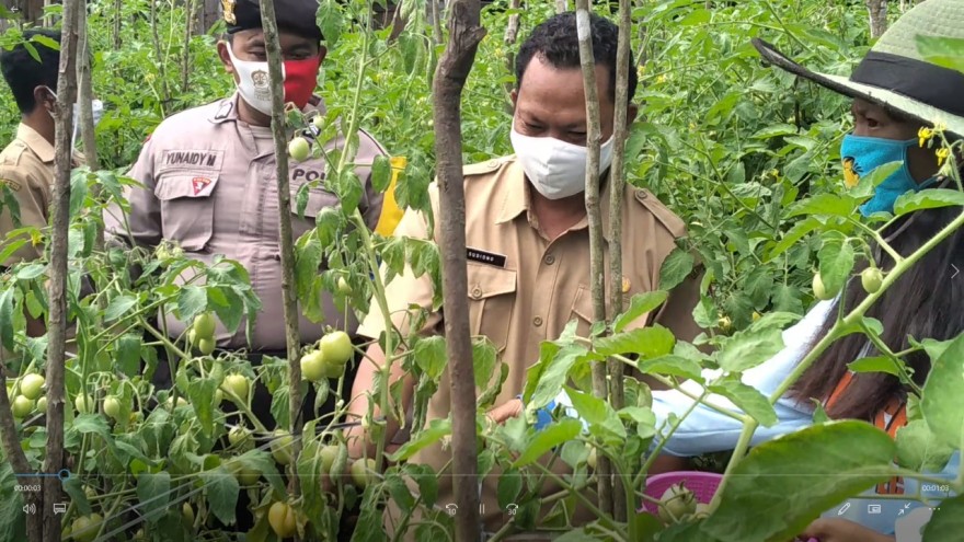 Melihat Pertanian di Desa Kadipi Atas